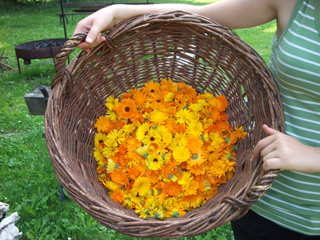 bakonybel2